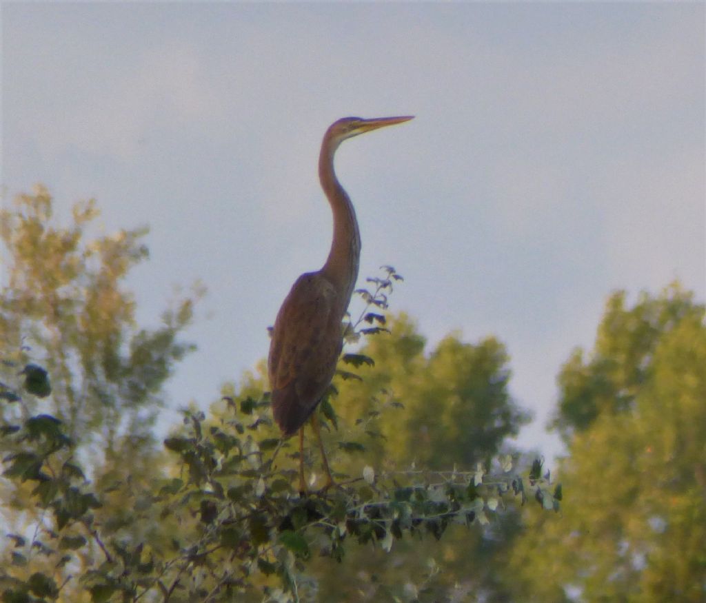 Airone rosso, giovane (Ardea purpurea)